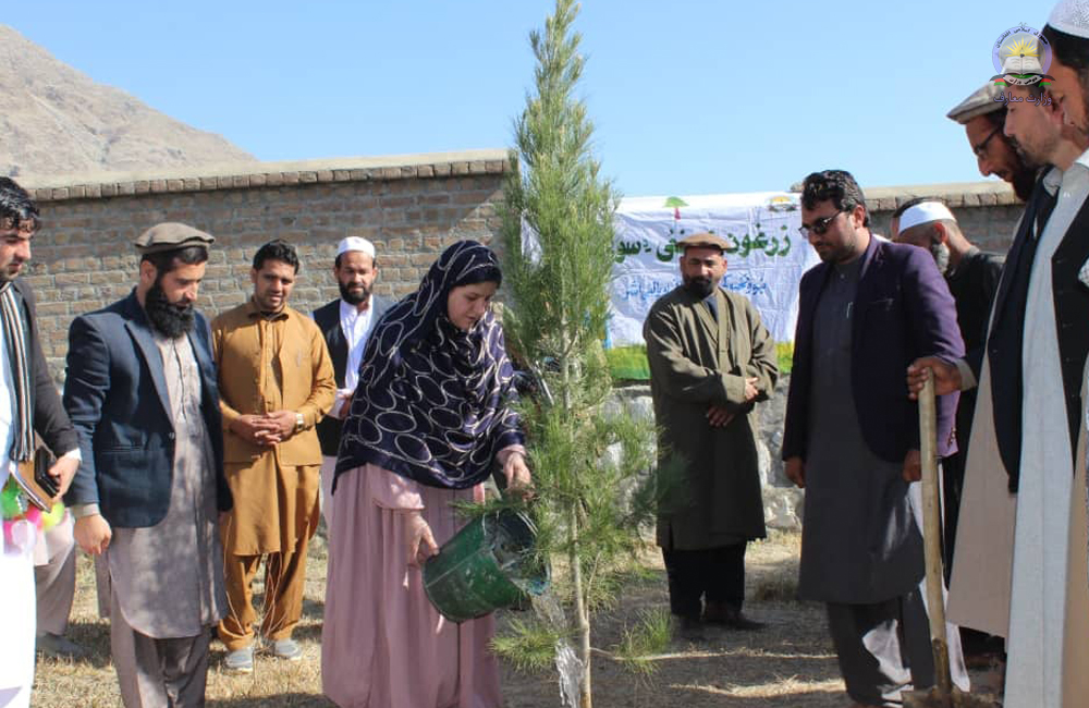 د کنړ د څوکۍ ولسوالۍ دبابړو دنجونو منځني ښوونځي کې د نیالګیو د ایښودلو حشر ترسره شو