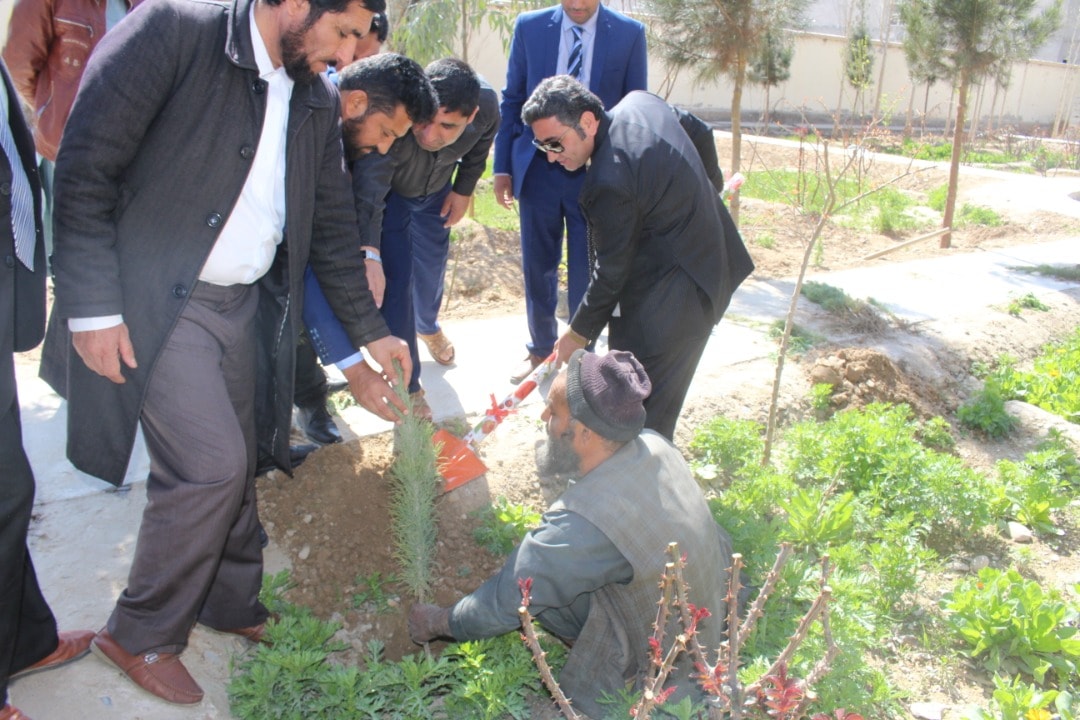 د هلمند ولایت په ښوونځیو کې د نیالګیولګولو لړۍ پیل شوه